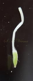  Pistil